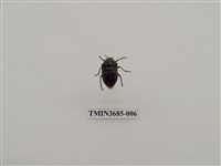 藏品(星琉璃盾椿象)的圖片